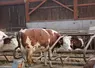 Vache montbéliarde logettes