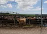 vaches laitières en Nouvelle-Zélande attendant la traite