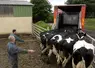 Ramassage de vaches laitières de réforme avant le transport vers l'abattoir