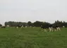 Vaches laitières dans une prairie