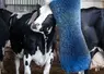 vache qui se gratte sur une brosse dans un bâtiment