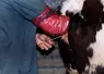 insémination vache laitière