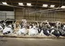 Vaches prim'Holstein en logettes