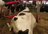 vache laitière sur un matelas à eau