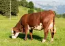 Une vache abondance. Seattle, une fille de Oeillet 