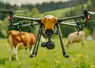 Close-up of a drone flying over a field with cows in the background, showcasing agricultural technology and modern farming techniques.