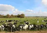 Vaches au pâturage Nord de la France