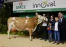 Précieuse, grande championne et de meilleure mamelle Simmental au Space 2024 venant du Gaec Breizh Simm dans le Morbihan.