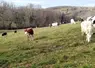 <em class="placeholder">vaches qui pâturent en hiver dans la Loire</em>