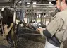 <em class="placeholder">application d&#039;un produit topique directement sur la lésion podale d&#039;une vache</em>