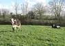 <em class="placeholder">Prairie avec une vache Normande et une vache de race Prim&#039;Holstein en Mayenne. </em>