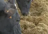 <em class="placeholder">Vaches laitières en train de manger une ration mélangée</em>