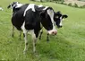 Vache laitière prim'holstein