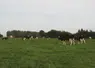 vaches laitières sur une prairie permanente dans le Grand-Est