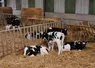 veaux laitiers en nurserie