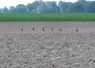 <em class="placeholder">corvidés dans un champ </em>