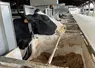 <em class="placeholder">vache tarie qui mange dans l&#039;auge peseuse de la ferme expérimentale des Trinottières</em>