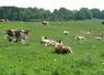 <em class="placeholder">vaches laitières au pâturage</em>