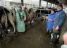 <em class="placeholder">Jennifer et Damien Herpin, éleveurs de vaches laitières  avec leur vétérinaire Christophe Bailly pendant un suivi repro. </em>