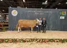 Gourmande est sacrée championne adulte et meilleure laitière du concours général agricole 2025 de la race simmental, à Paris.