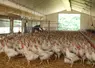 le candidat vaccin universel de l'inrae est breveté pour les poulets