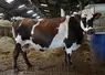 <em class="placeholder">vache issue de croisement trois voies de 13 ans Finistère</em>