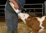 <em class="placeholder">Prise de colostrum pour un veau venant de naître. Agriculteur obligeant le veau à têter à l&#039;aide d&#039;un biberon. Relation éleveur animal dès la naissance. Soins. Santé ...</em>