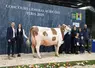Championne et meilleure mamelle adulte : Pamela (Mauleon JB) du Gaec Millet Mickael et Caroline (39)