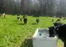 <em class="placeholder">Abreuvoir dans une prairie avec une vache qui boit</em>