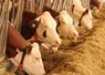 <em class="placeholder">vaches laitières aux cornadis</em>