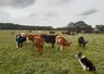 <em class="placeholder">Au premier plan, les génisses de 7-8 mois, au second les génisses de 19-20 mois et au fond les vaches traites. </em>