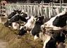 <em class="placeholder">Vaches à l&#039;auge, ration hivernale</em>