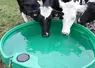 <em class="placeholder">Deux vaches laitières boivent de l&#039;eau dans un bac plastique au pâturage.</em>