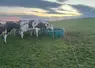 <em class="placeholder">vaches laitières buvant dans un bac en plastique dans une prairie</em>