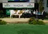 Orientale, du Gaec des Champs Fleuris (49), grande championne du concours Montbéliard au Space 2024.