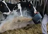 <em class="placeholder">Distribution de concentrés à des vaches laitières</em>