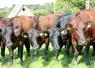 <em class="placeholder">vaches rouges flamandes</em>
