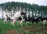 <em class="placeholder">Bovins lait / détection des chaleurs / la vache se laisse chevaucher, critère caractéristique</em>