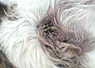 <em class="placeholder">plaies sur vache laitière liées aux tiques au chignon</em>