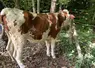 <em class="placeholder">vache atteinte de DNC</em>