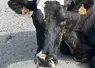 <em class="placeholder">vache laitière atteinte de FCO</em>