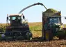 <em class="placeholder">Chantier de récolte du maïs dans le Nord. Moissonneuse et remorque. ensilage. tracteur.</em>