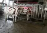 <em class="placeholder">Vache laitière au robot de traite.</em>