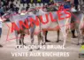 photo de concours bovins laitiers avec la mention annulés