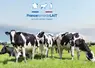 <em class="placeholder">vaches dans une prairie pour illustrer France Terre de Lait, la RSE de la filière laitière française</em>