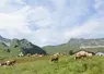 Troupeau de vaches Montbéliardes en alpage