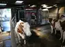 <em class="placeholder">vaches laitières en système robot</em>