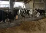 <em class="placeholder">vaches en prépa vêlage aux cornadis</em>