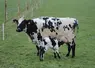 <em class="placeholder">vaches laitères issues de multiples croisement - 4500 litres en monotraite - veau de quelques jours sous la mère </em>