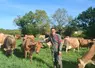 <em class="placeholder">Gilles Onillon, éleveur laitier, dans une prairie avec ses vaches Jersiaises</em>